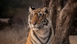 best-tigers-india-2123