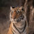 best-tigers-india-2123